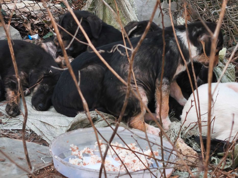 Давам кученцата в добри ръце, мъжки и женски кученца са на 3 месеца