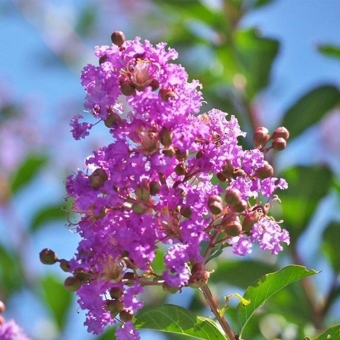 Liliac Indian (Flori Mov )