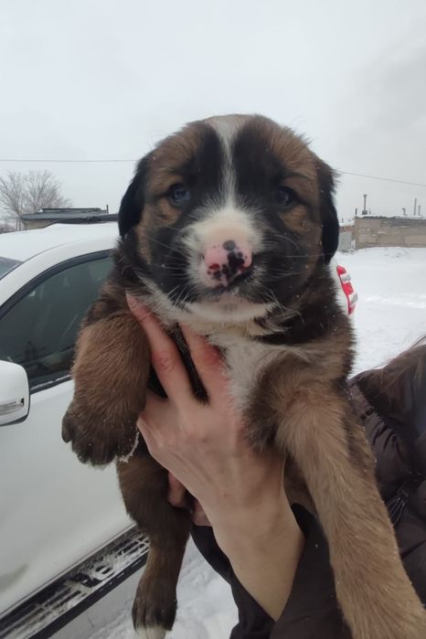 Ищем надежного хозяина для щенка