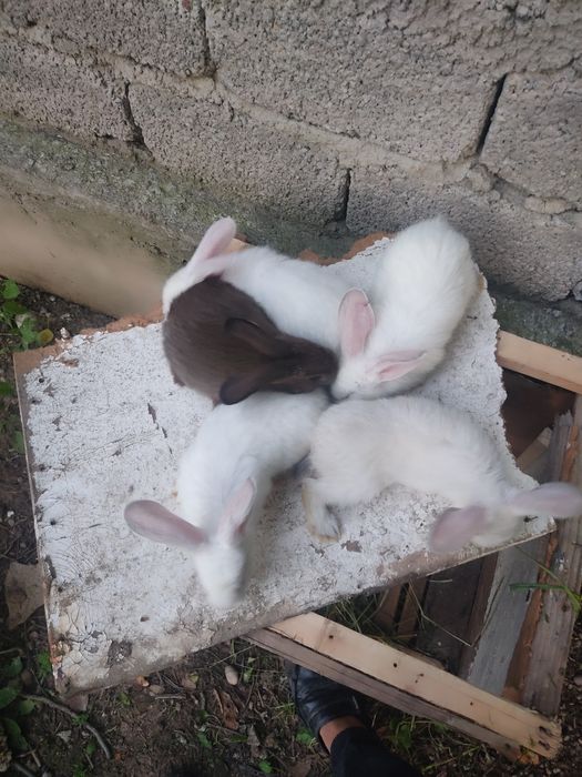 Quyon sotiladi narxi 35 ming