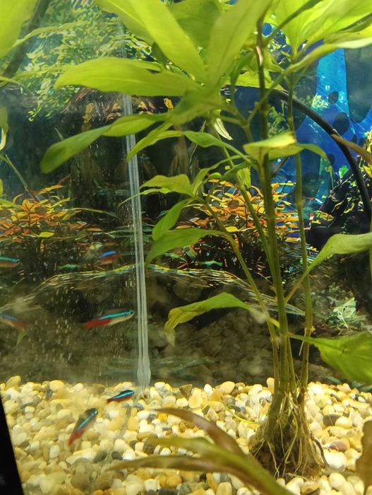 Рибки неони 5 броя