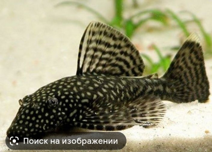 Продам аквариумных рыбок