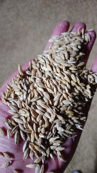 Продам ячмень сухой