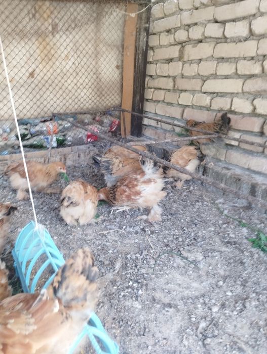 2 ойлик брамма жужалар сотилади