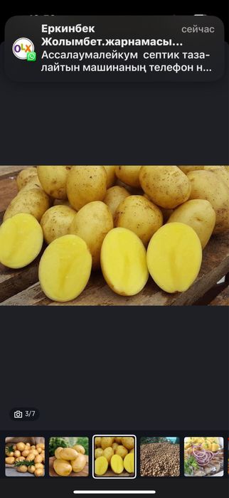 Семена картофелья Галла