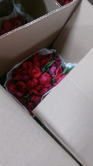 Тюльпаны розница 690 тенге