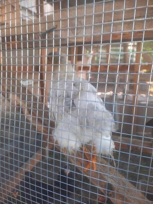 Шоже бағасы келісімде