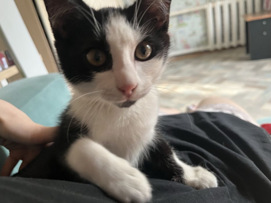 Котенок мальчик бесплатно