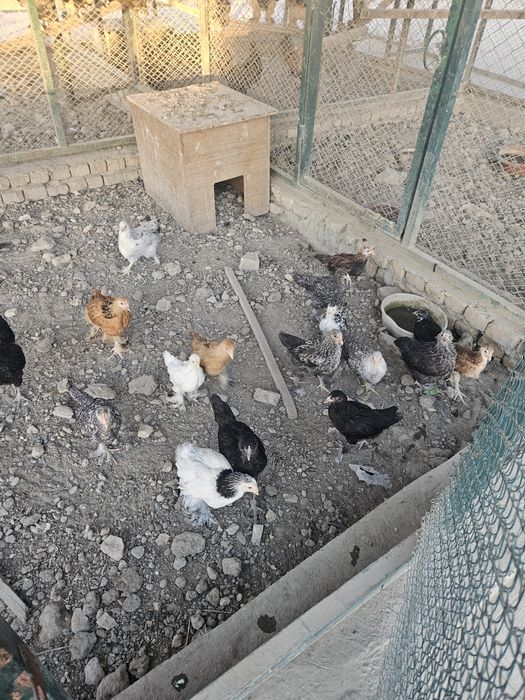 Chor bakr masjidiga Tovuq jo‘ja sesarka sotiladi