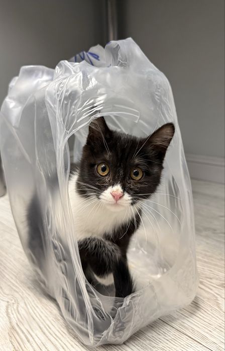 Котенок мальчик в добрые руки