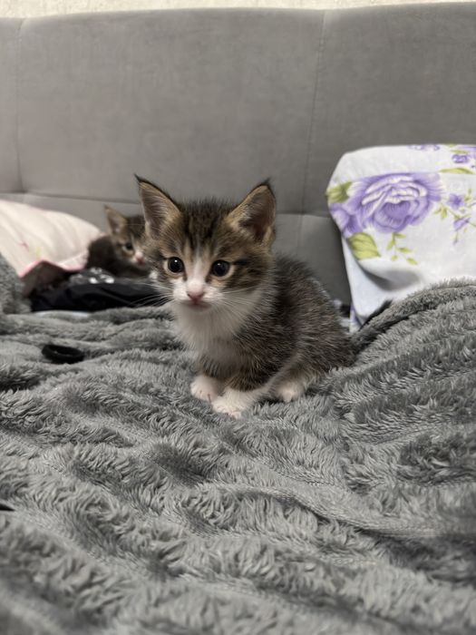 Отдам котят в добрые руки)