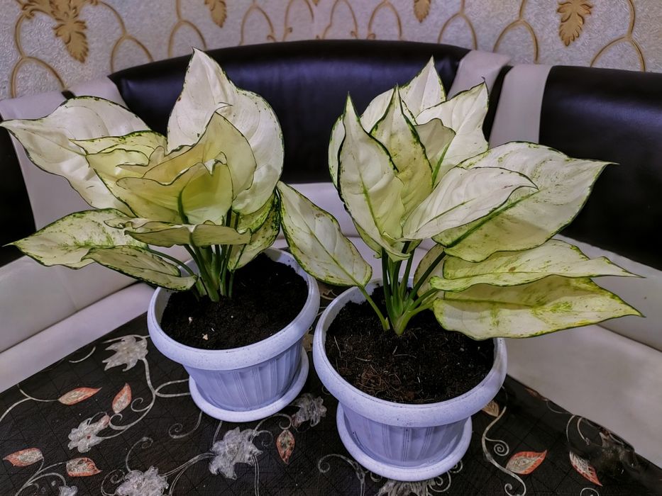 Шикарные цветы, доставка