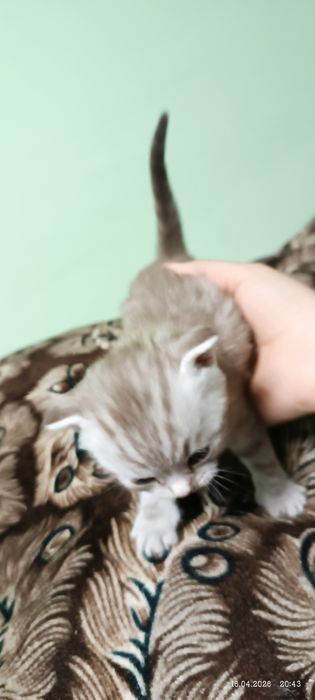 Британские котята