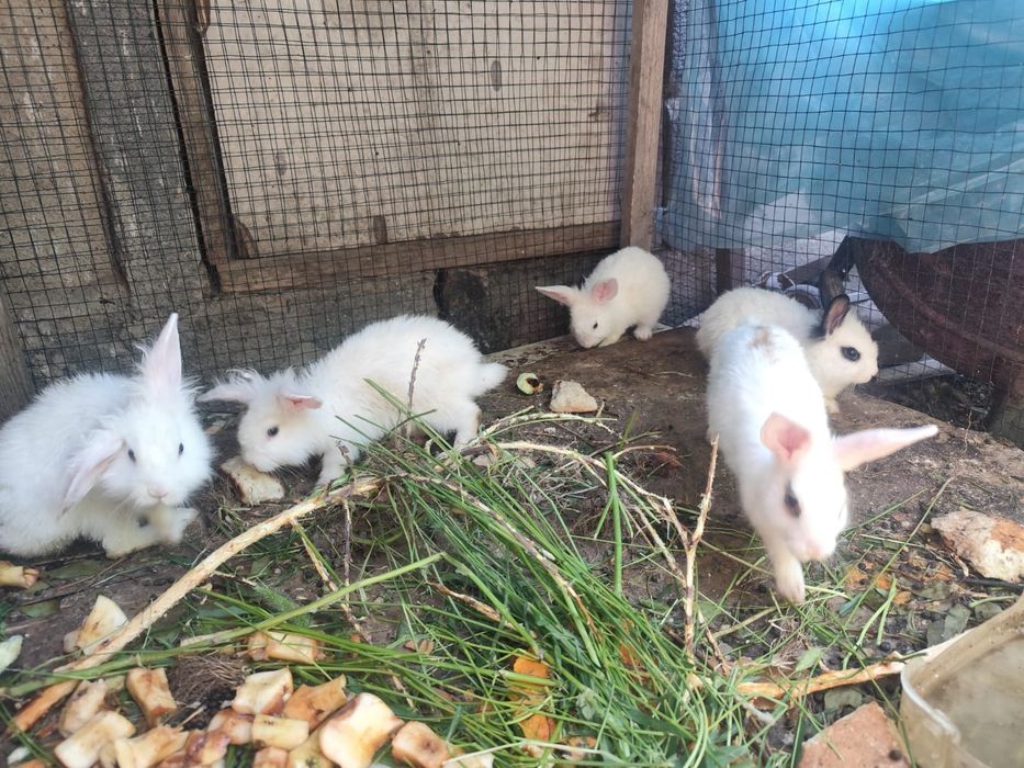 Продам крольчат декоративных