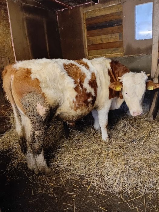 Vând vitel metis baltat