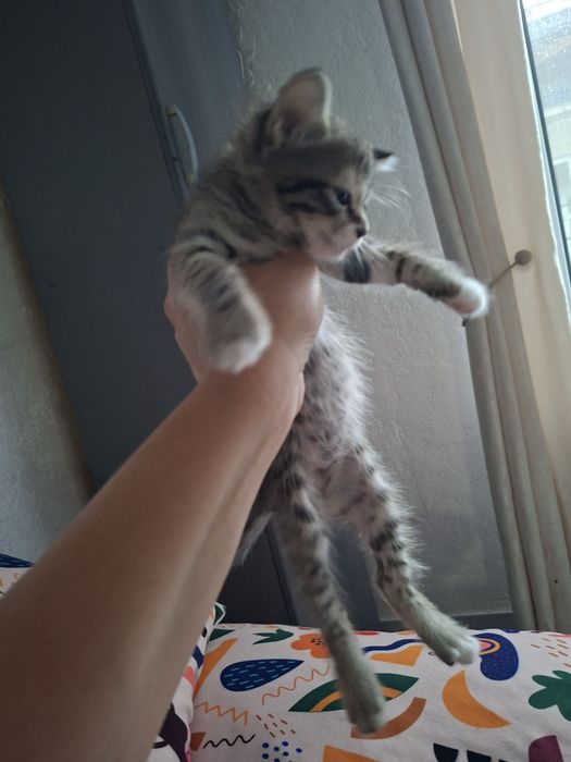 Отдам котят даром