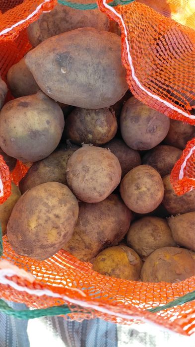 Продам неликвид картофеля на тендер