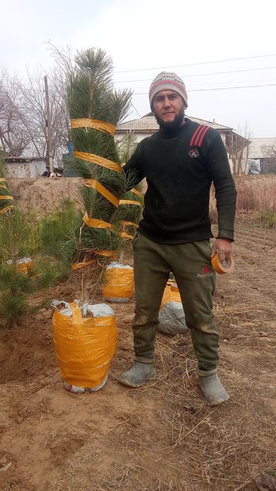 Qrim majvinik sasna tuya bor