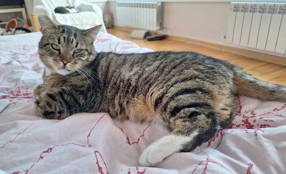 Тиги, 3-годишно коте-терапевт, търси дом!