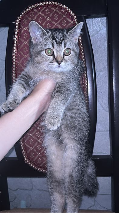 Отдам прямаухую  девочку