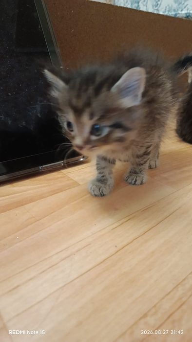 Котенок кошка смесь