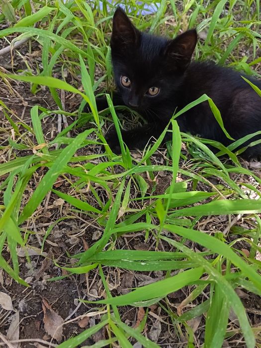 Черный маленький котик нуждается в хозяине