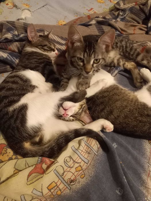 Adoptie pui de pisica