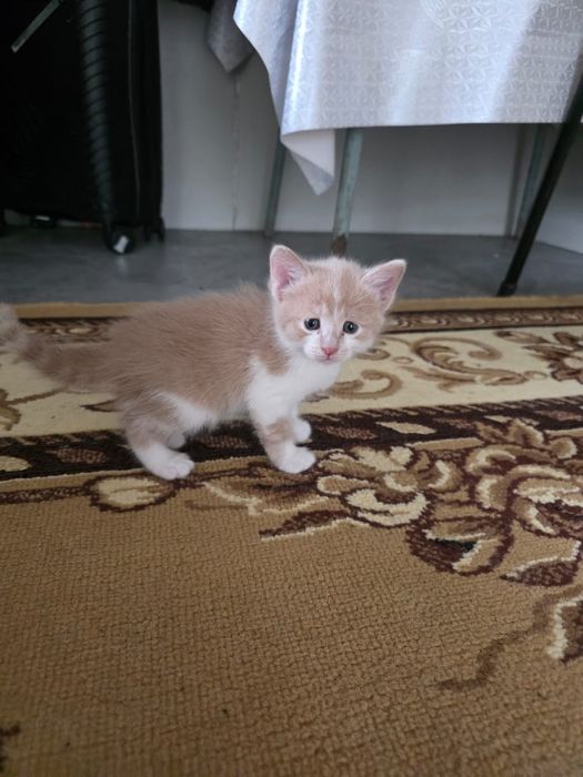 Отдаём милых котят