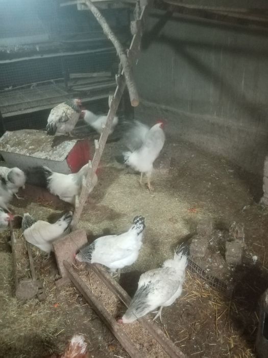 Инкубационные яйца