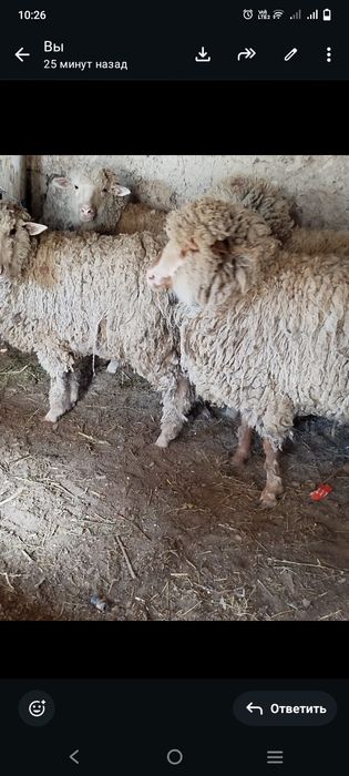 Қой .Тоқты .Сек...