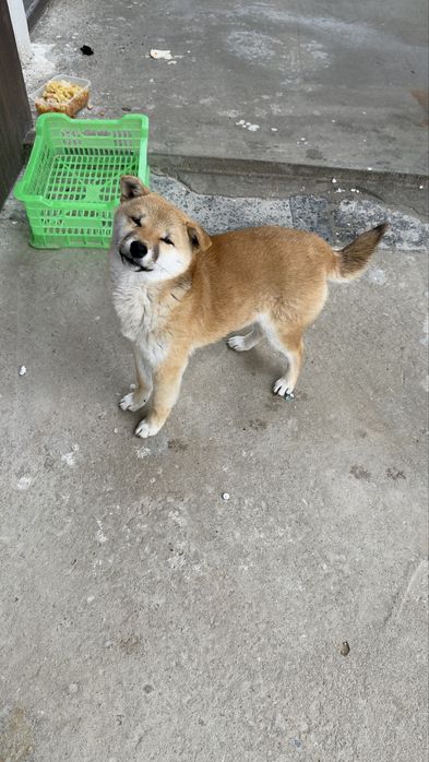 Щенок, Сиба-Ину продам