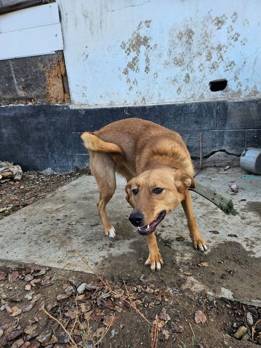 Собака с передержки