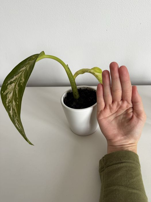 Dieffenbachia cu ghiveci ceramic