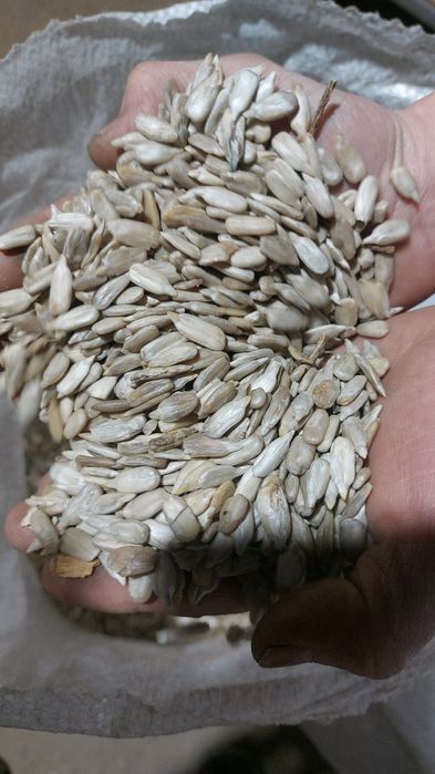 Ядро подсолнечника, очищенная семечка