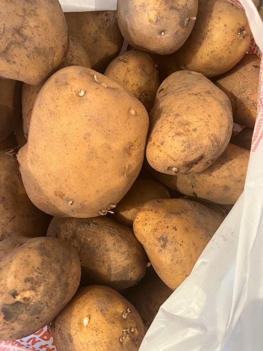 Продам посадочный картофель