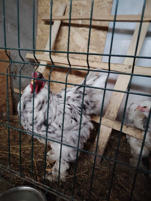 Cocoși tineri diferite rase