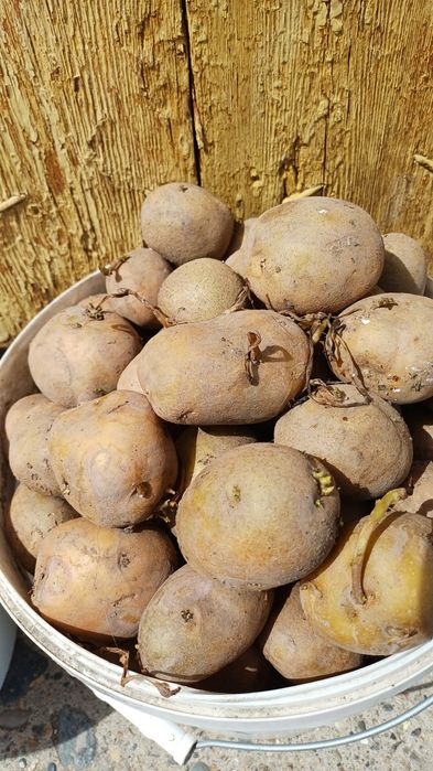 Продам семянной картофель