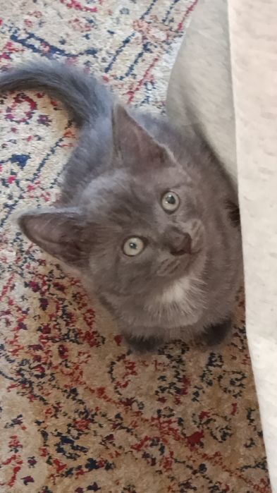 Отдам котят девочка и мальчик
