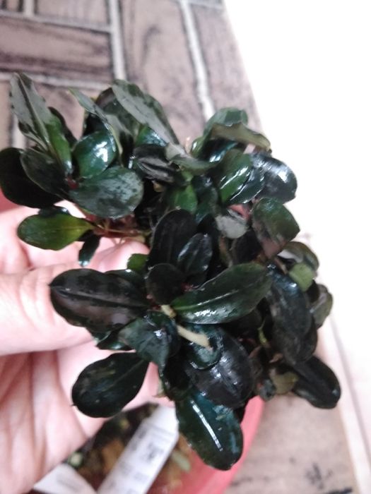 Bucephalandre plante acvariu pești,creveti