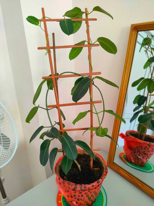 Комнатный цветок Стефанотис