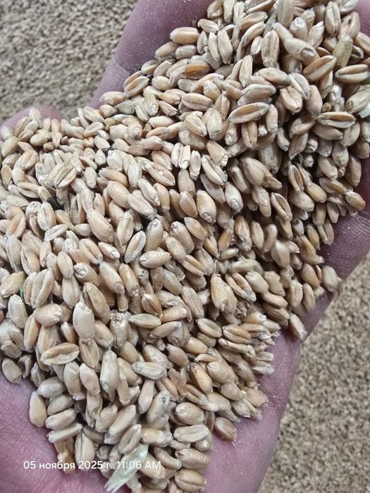 Ячмень, пшеница, овес