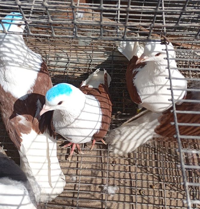 Бакинские летно игровые голуби