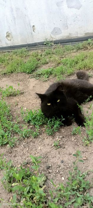 Одам в добрые руки