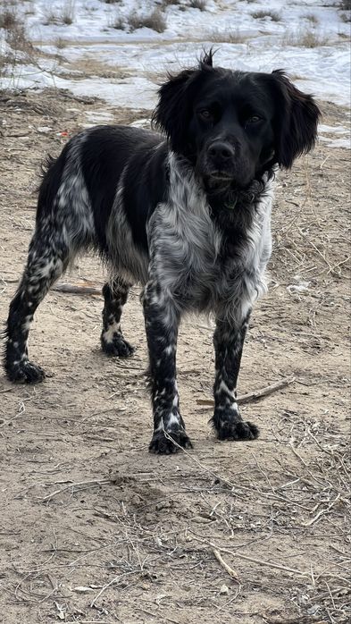Бретонский эпаньол охотничья собака