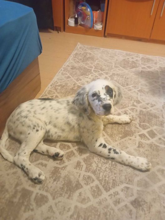 Свободно сетерче