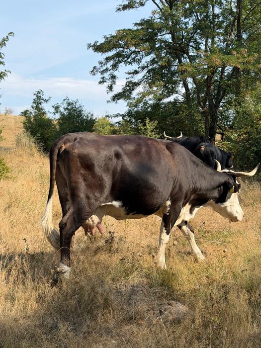 Vand doua juninci si o vaca