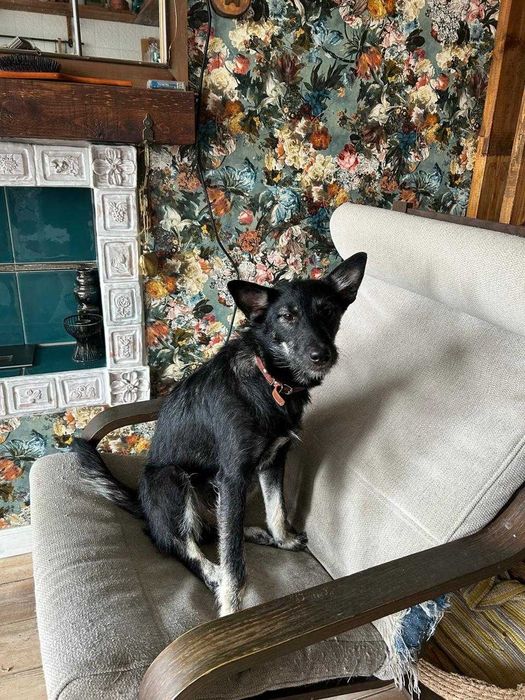 Добрая и ласковая собачка ищет хозяина