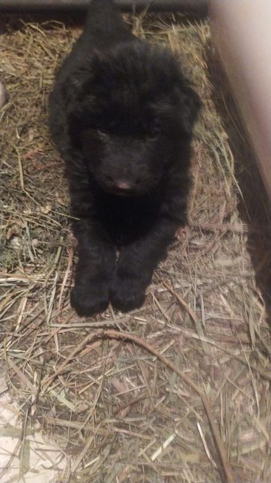 Авчарка  немецкая