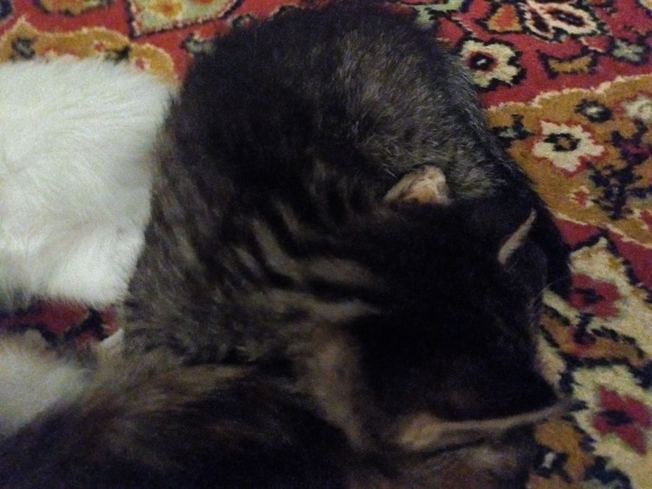 Срочно отдаю котят в хорошие руки