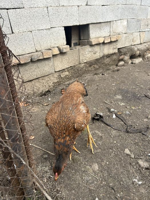 Даканка тулачкаа